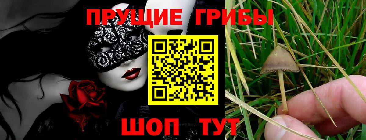 Кингисепп  Галлюциногенные грибы Cubensis  Псилоцибиновые грибы Magic Shrooms  Вход с VPN 